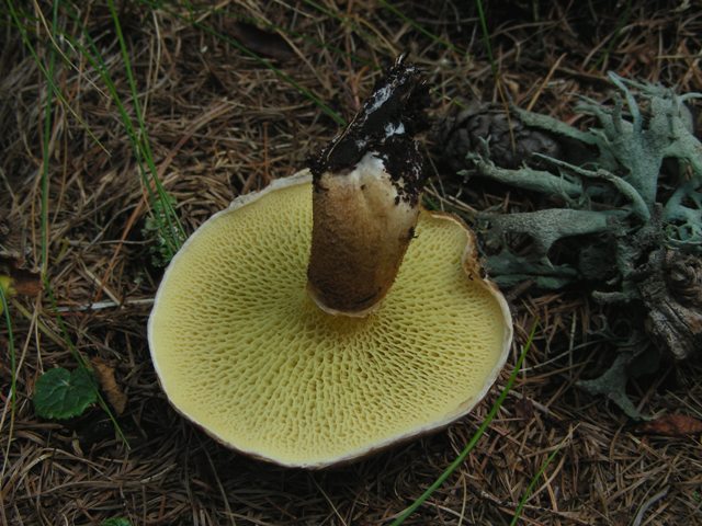 Funghi in quota, montagne del Lagorai (gruppo del Rava)